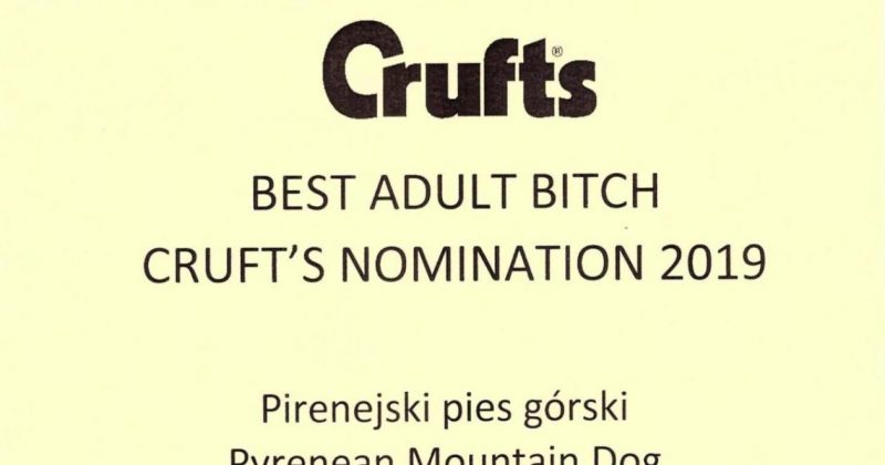 Crufts Nomination 2019
